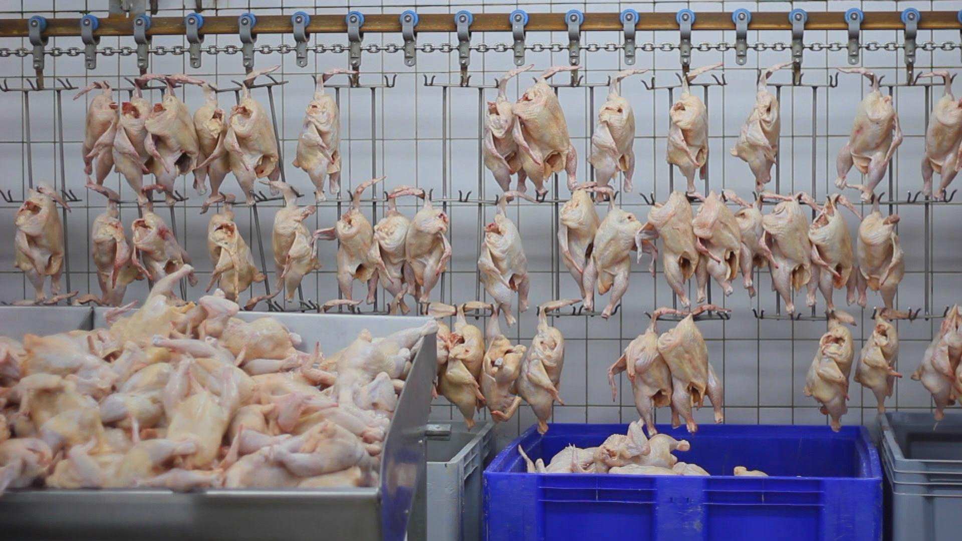trouble with chicken