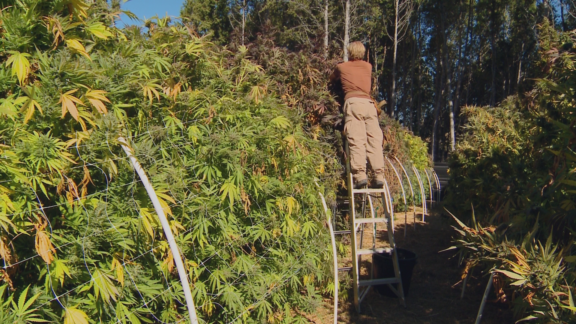 The Pot Republic: 09-potharvest
