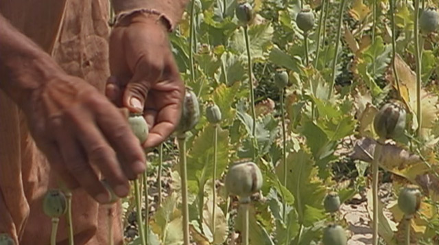 The War Briefing: 13-opium-poppies