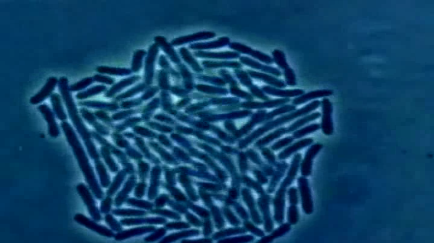 Trouble_With_Antibiotics