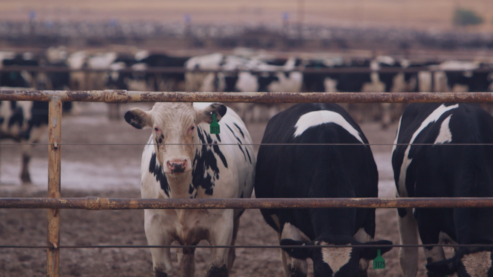 cattle_pens3