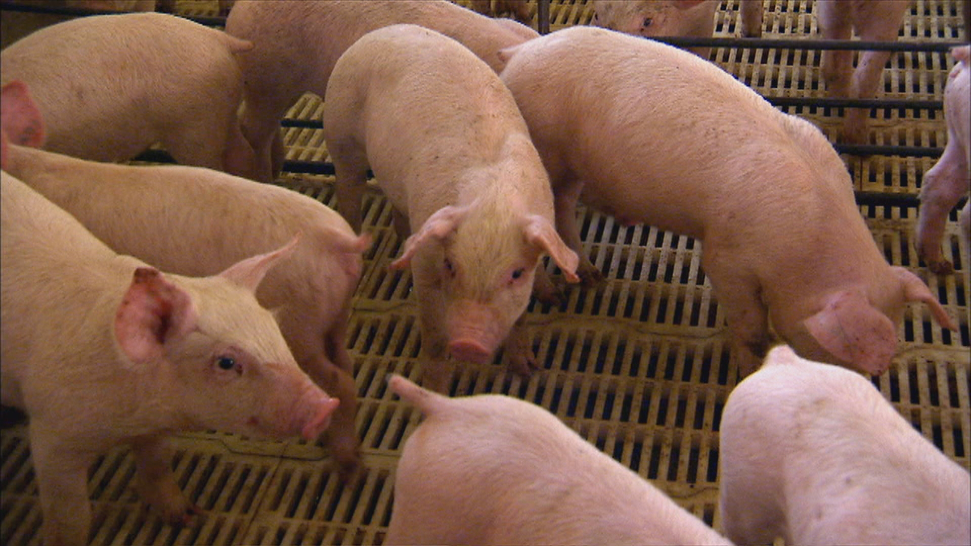 pigs2