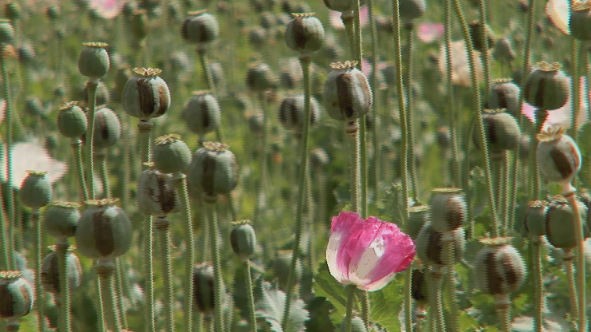 single poppy