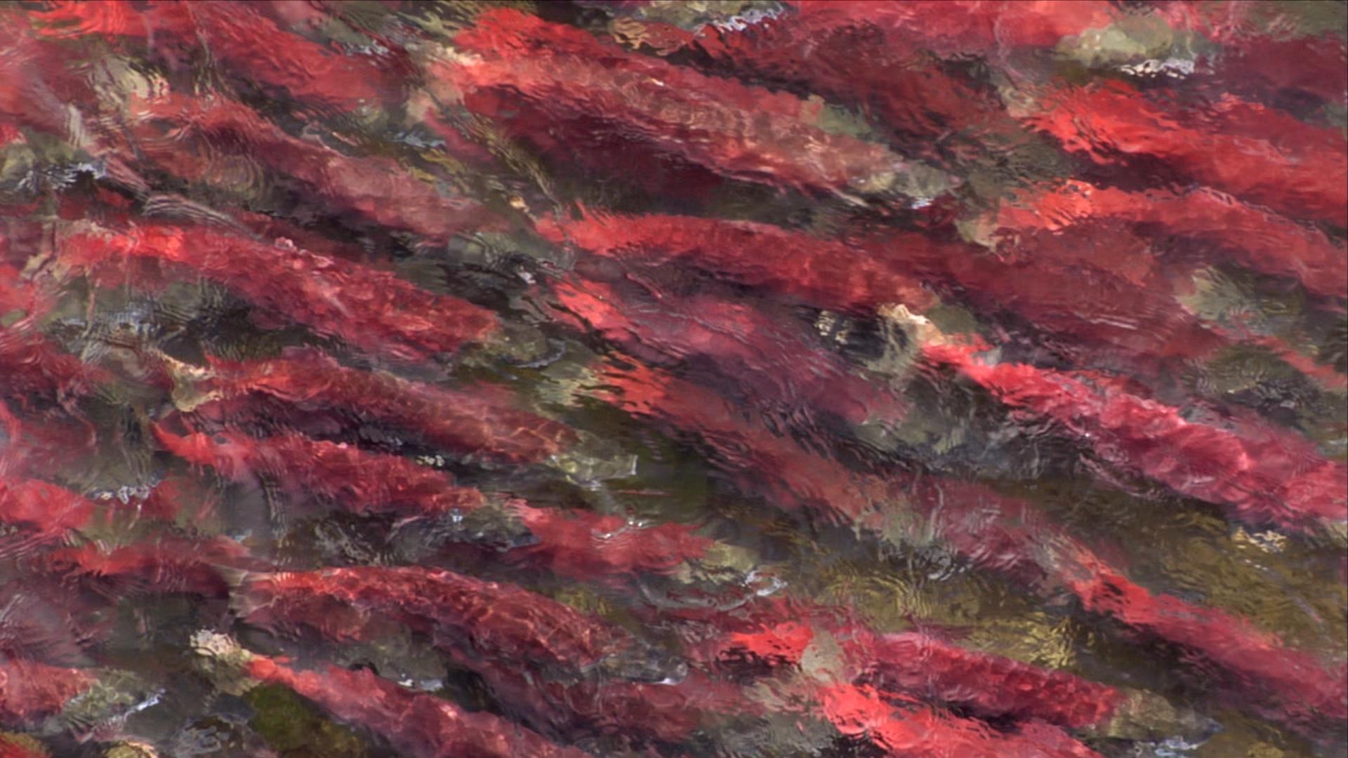 fish