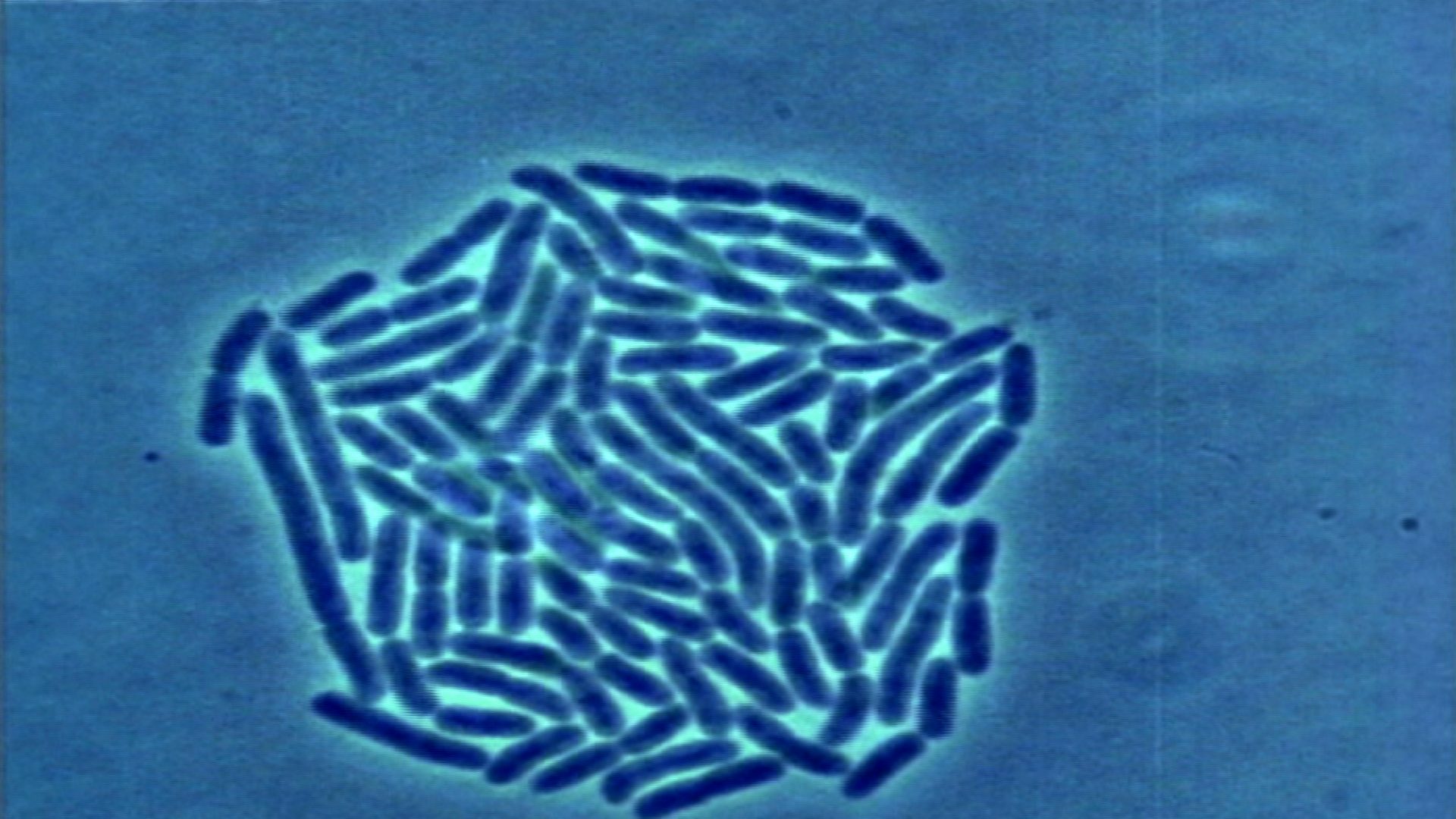 cute little bacteria