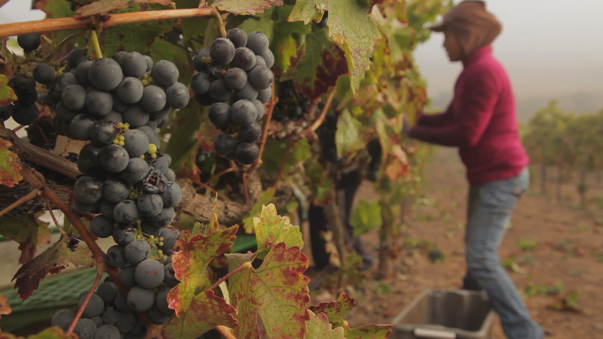 picking grapes