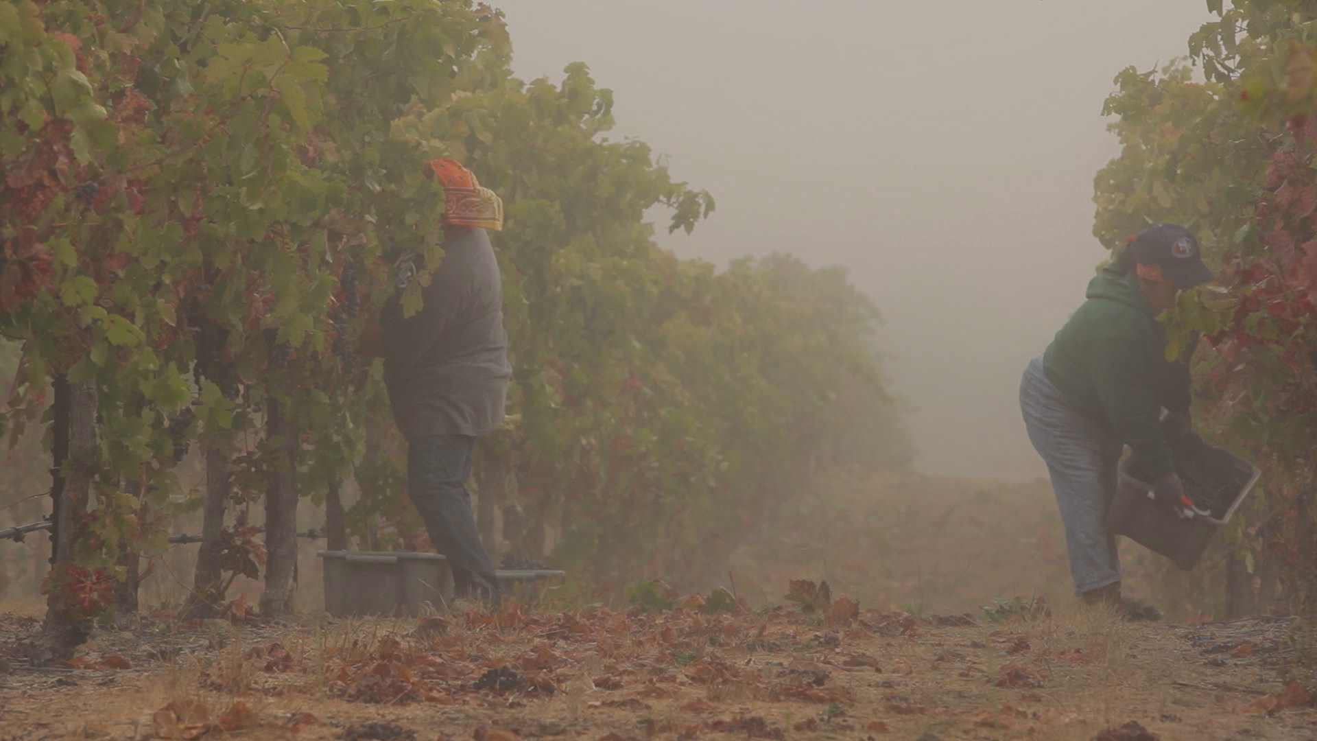 picking fruit