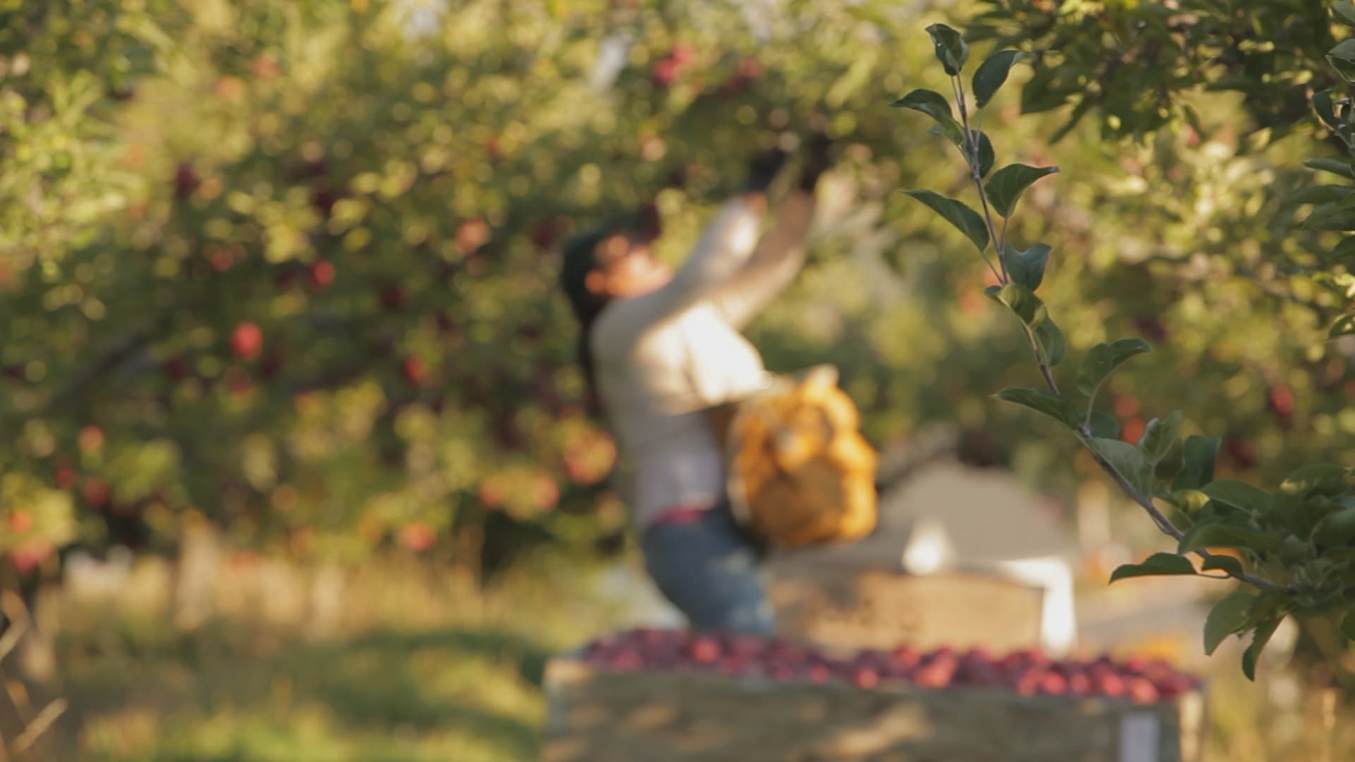 apple picking