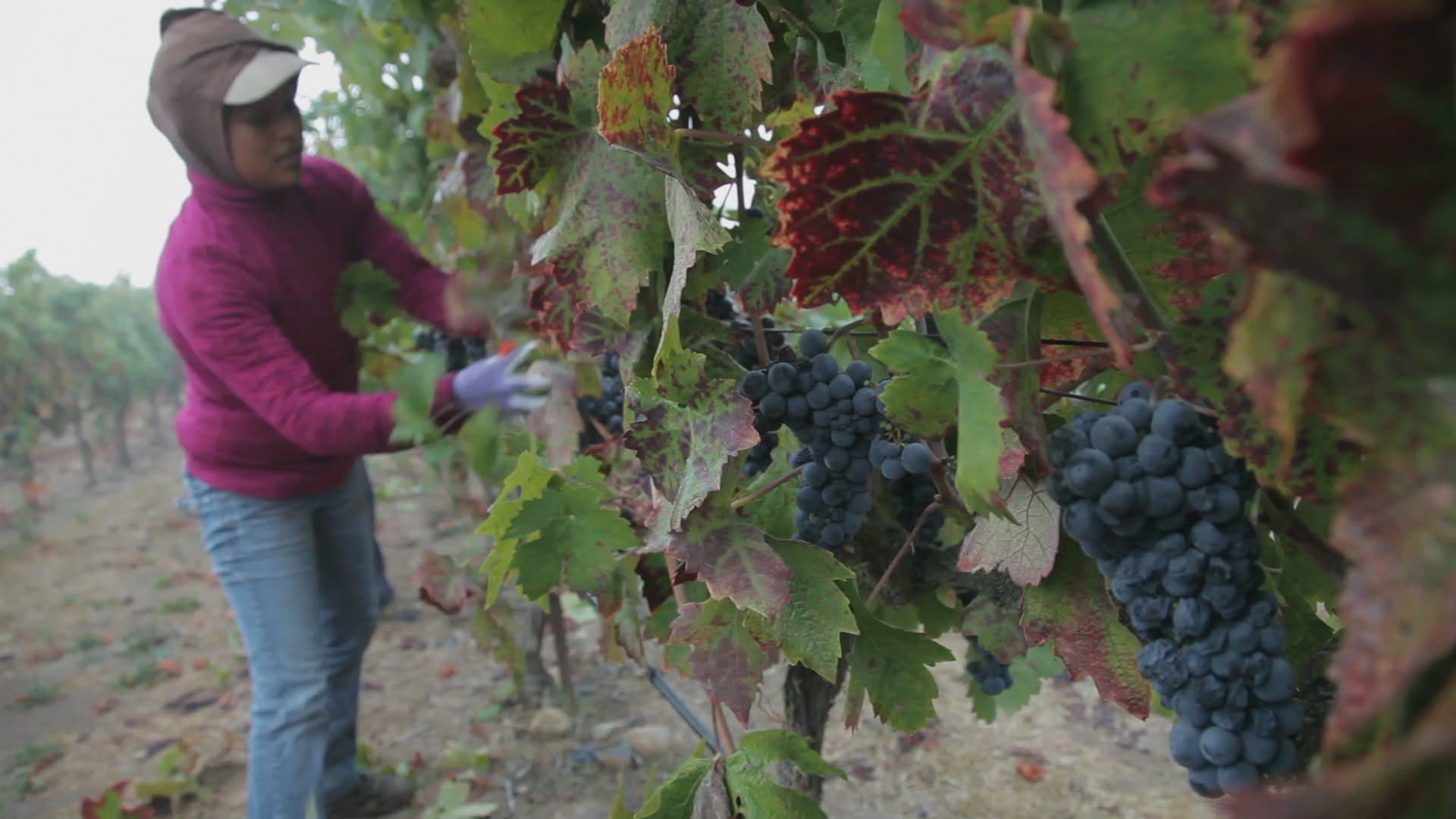 grapes