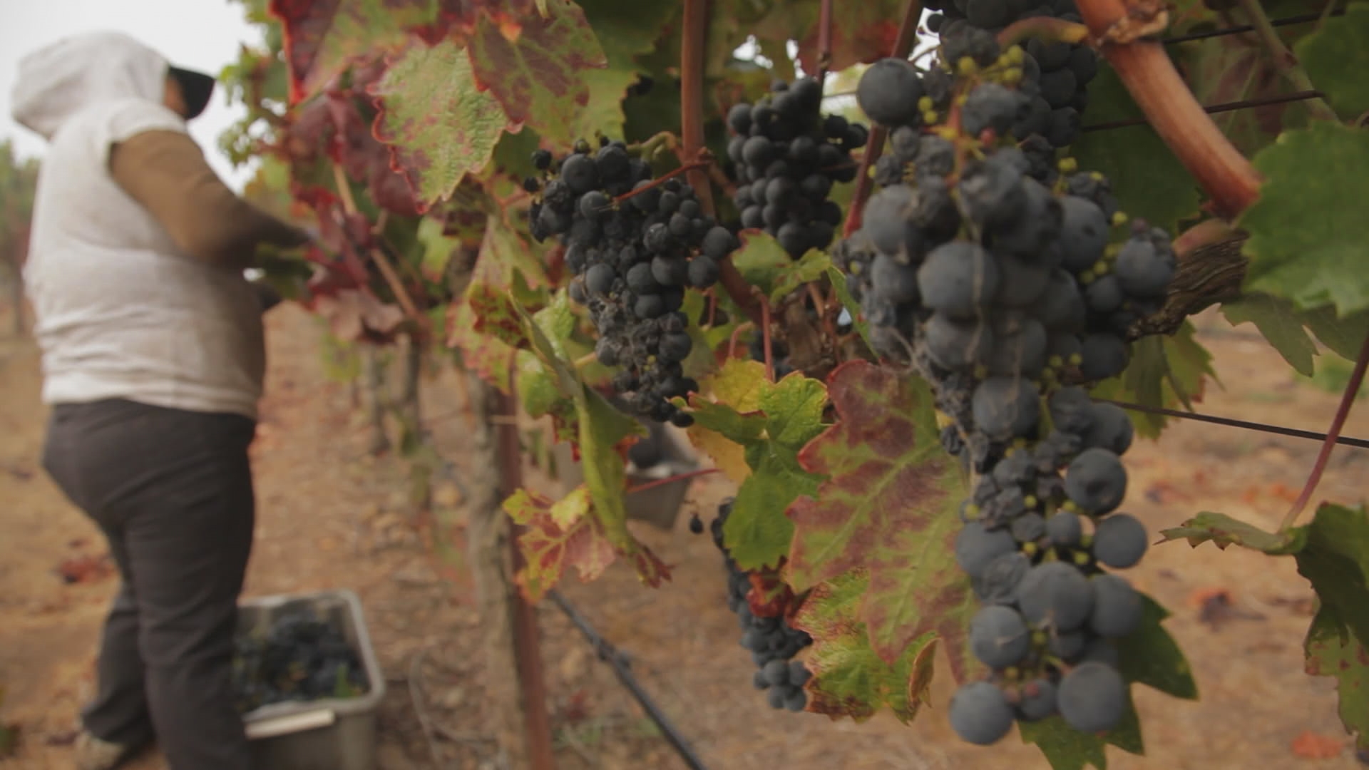 grapes