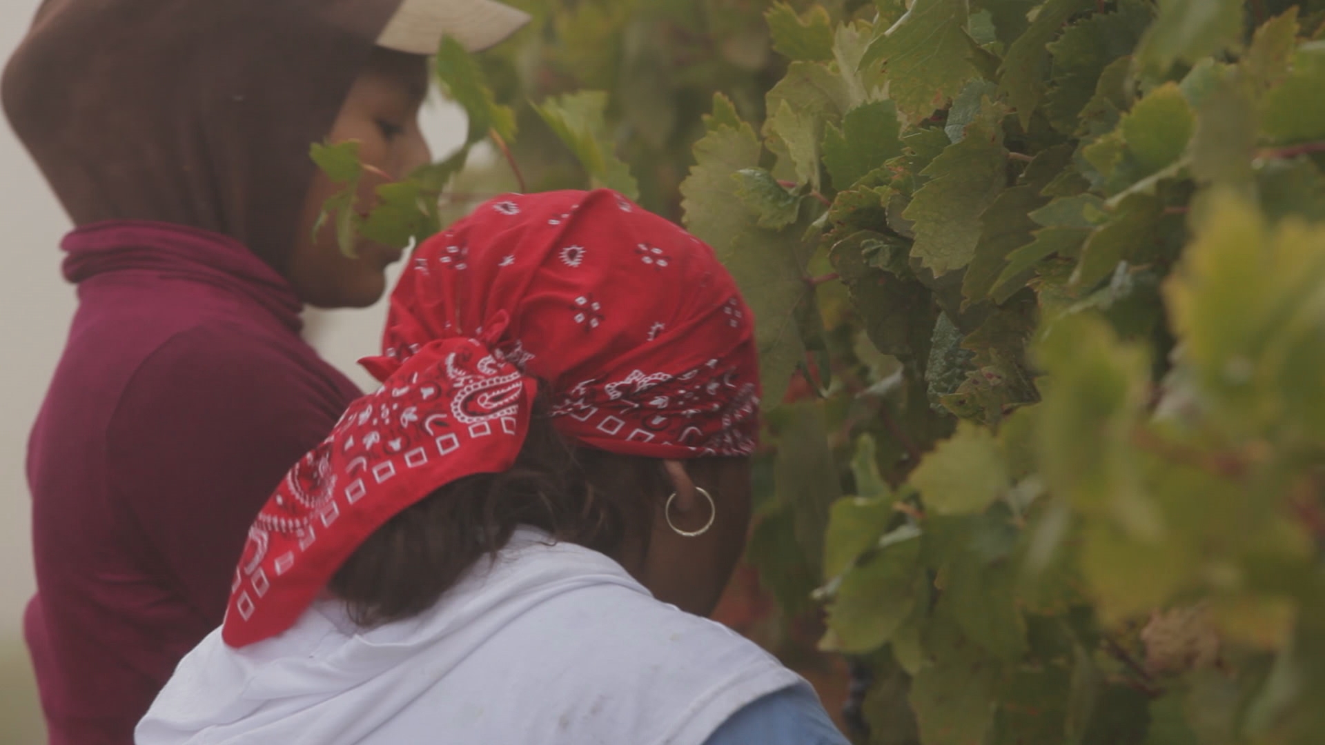 bandannas picking