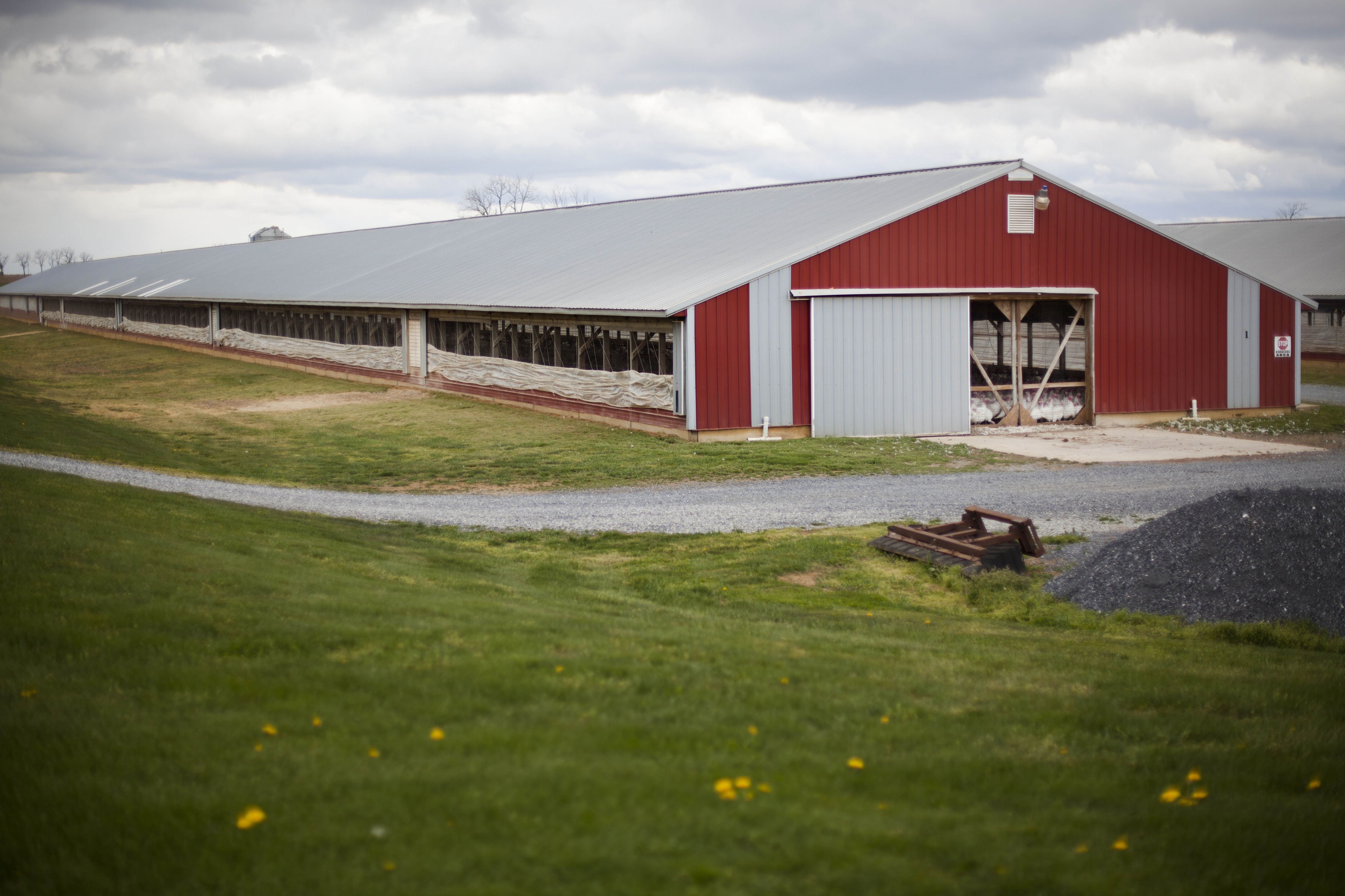 Antibiotics Farm Animals
