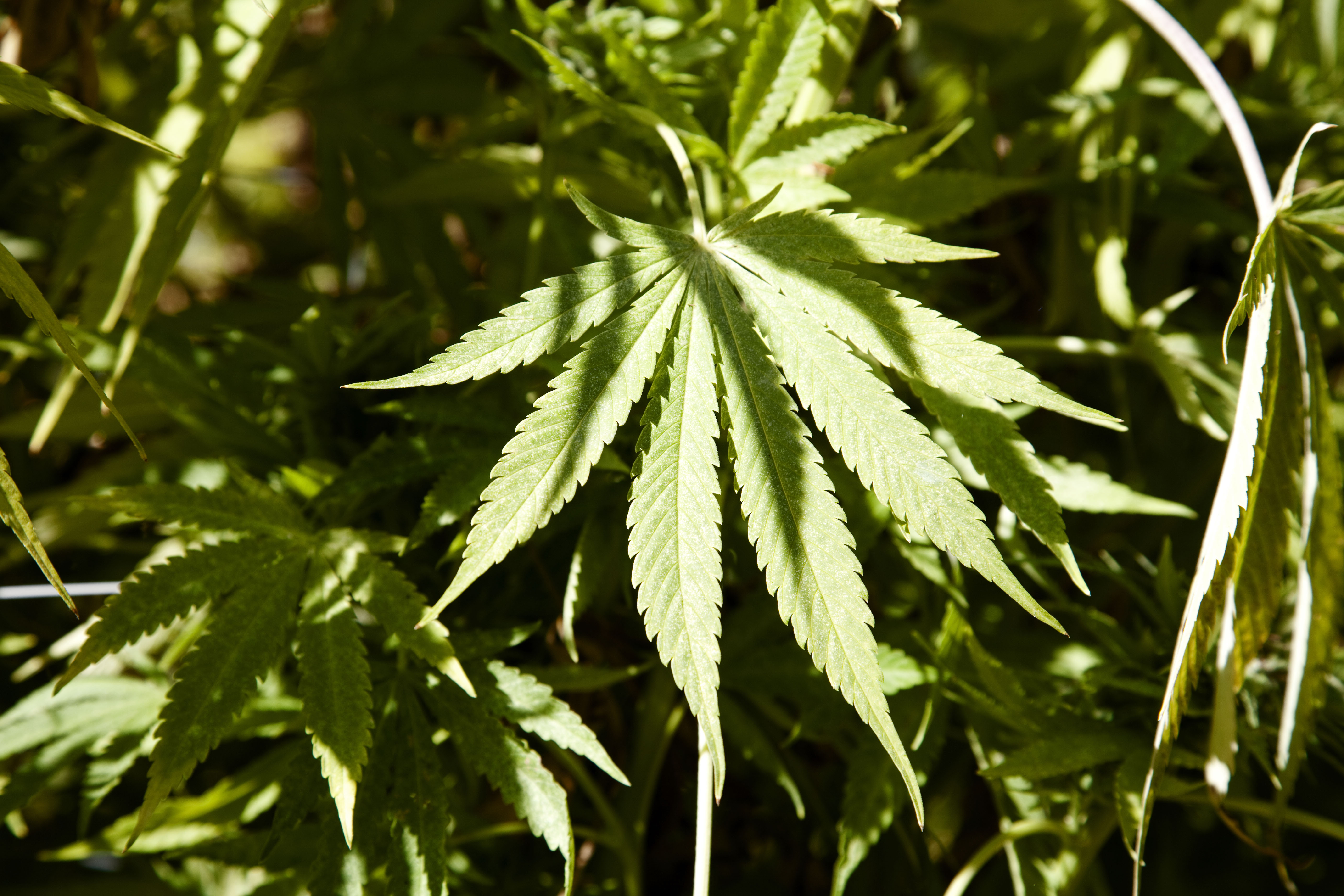 marijunana leaf