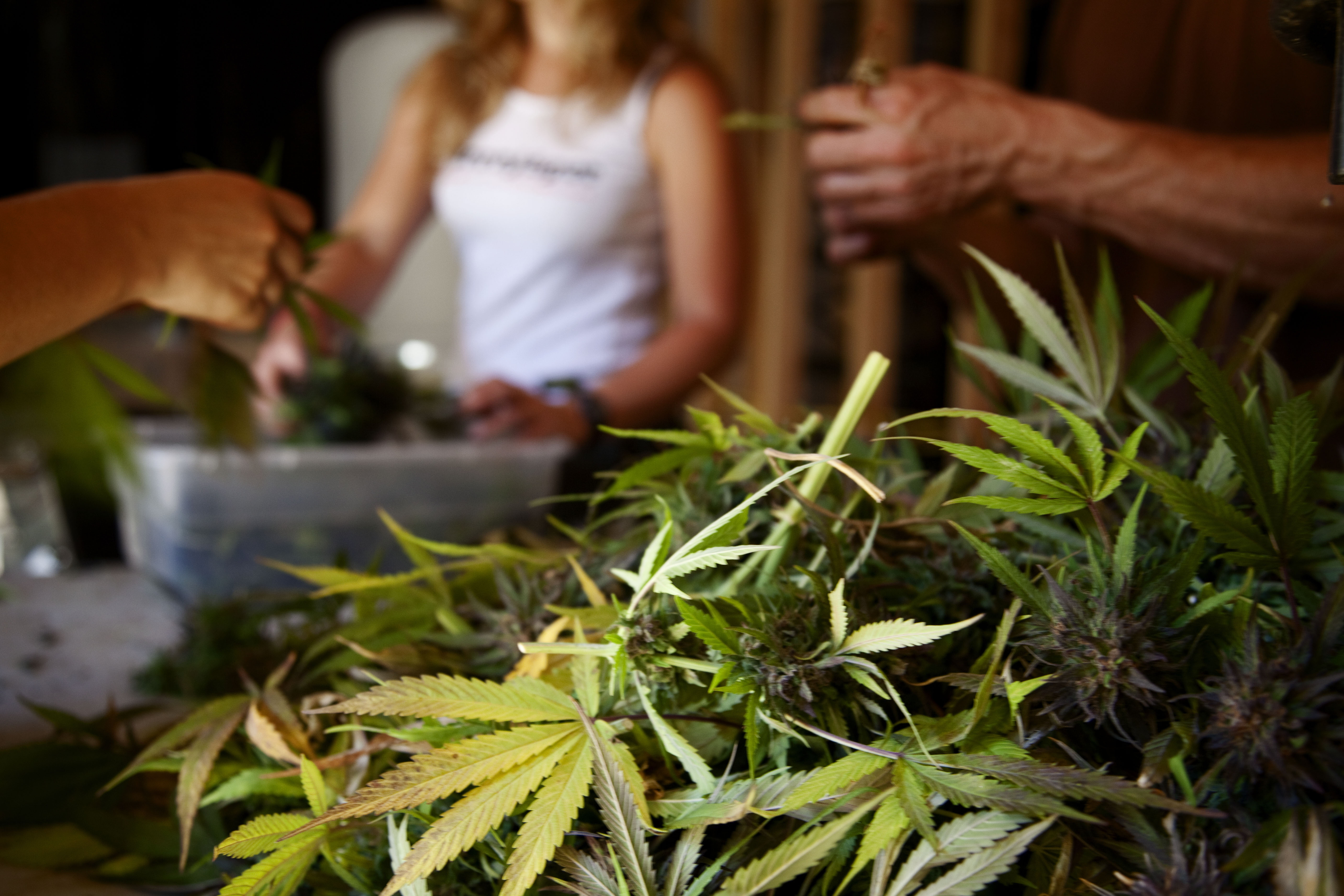 big pile of pot