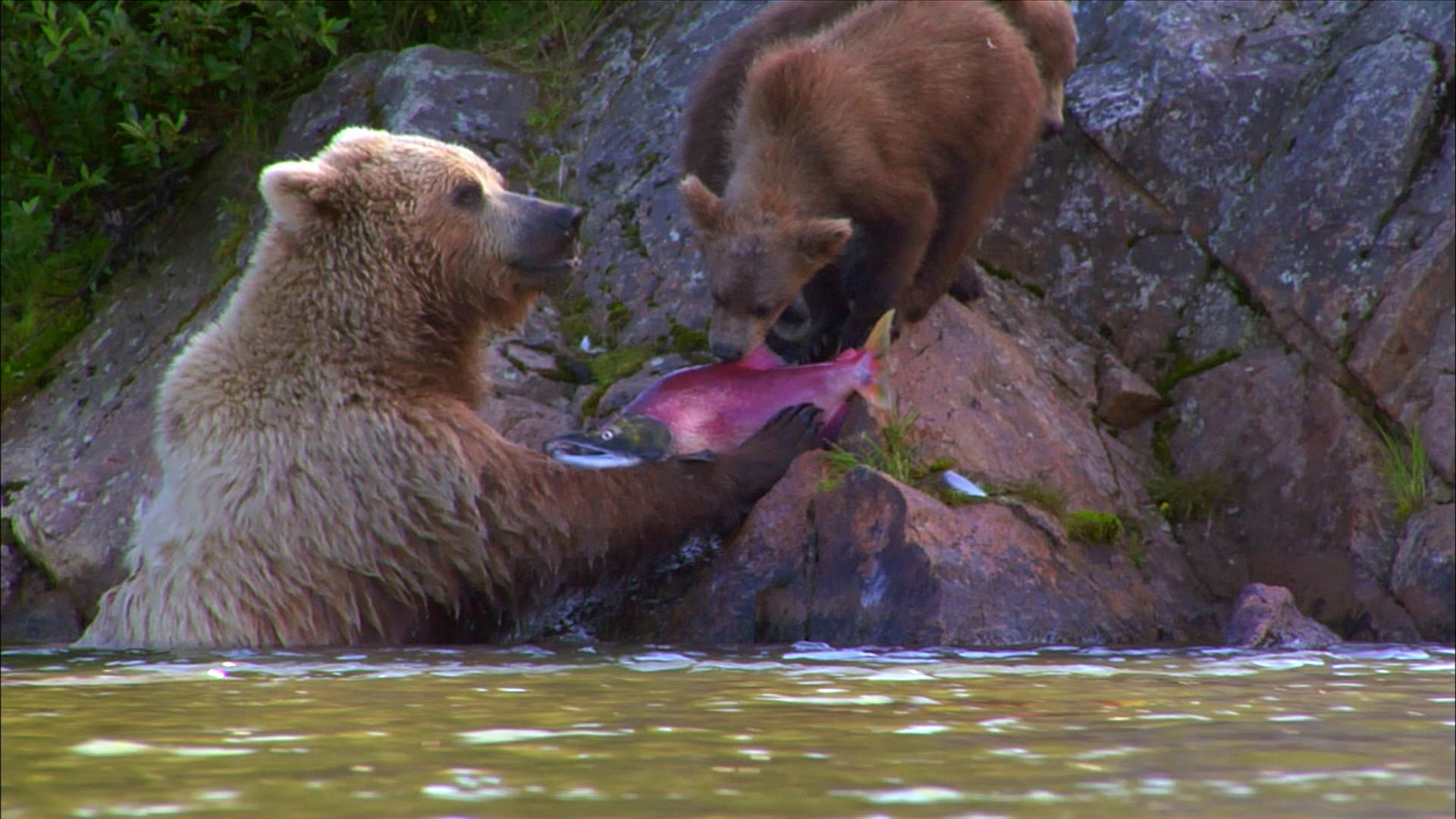 still from alaska gold